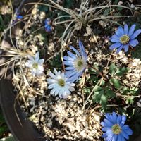 アネモネ,アネモネ,庭の画像