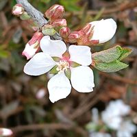 ユスラウメの画像