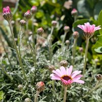 ローダンセマム,我が家のお花,春の花壇,蕾 つぼみの画像