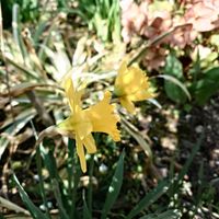 スイセン,スイセン,庭の画像