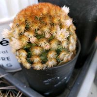 サボテン,マミラリア カルメナエ,マミラリア属,庭の画像