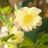 クリスマスローズ,ガーデニング,マイガーデン,花のある暮らし,クリスマスローズ愛同盟の画像