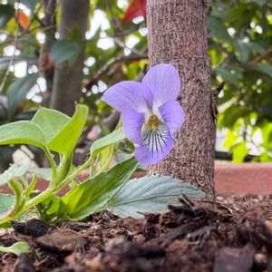 スミレ,鉢植え,庭の画像