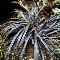 コクリュウ（黒竜）の画像