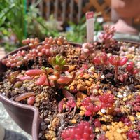 セダム,多肉,植え替え,つぶつぶっこの画像