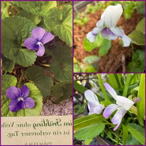 スミレ,パンダスミレ,鉢植え,地植え,花のある暮らしの画像