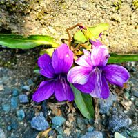 スミレ,スミレ,スミレ,ガラスのお花,世界中の人々が平穏に暮らせますようにの画像