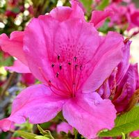 ヒラドツツジ,地植え,小さな花壇,花のある暮らし,綺麗の画像