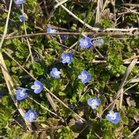 オオイヌノフグリの画像