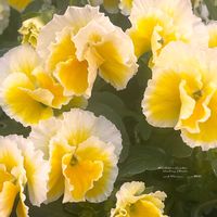 スイセン,パンジー・ビオラ,ビオラ,ミニ水仙,ビオラ　エッグタルトの画像