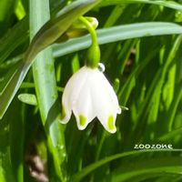 スノーフレーク,植物のある暮らし,植物の生命力,1番花,庭の画像