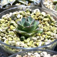 アガベ,笹の雪錦,王妃笹の雪の画像