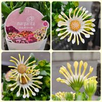 オステオスペルマム スプーン咲き,オステオスペルマム マルガリータ,鉢植え,明るい日陰,プランターの画像