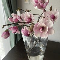 モクレン,モクレン,サラサモクレン,サラサモクレン,シモクレン(紫木蓮)の画像