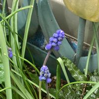 ムスカリ,ムスカリ,ムスカリ,花芽,可愛いの画像