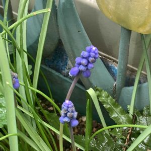 ムスカリ,ムスカリ,ムスカリ,花芽,可愛いの画像