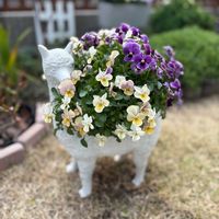 ビオラ,アルパカの画像