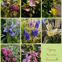 アリッサム,クリスマスローズ,ミニアイリス,ムラサキハナナ,房咲き水仙の画像