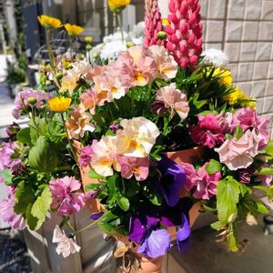 デージー,デージー,パンジー・ビオラ,パンジー・ビオラ,ルピナスの画像