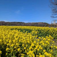 菜の花,今日のお散歩,庄内緑地公園,歩くの大好き♡の画像