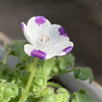 ネモフィラ,ネモフィラ・インシグニスブルー,ネモフィラ・インシグニスブルー,ネモフィラ・マキュラータ,ネモフィラ・マキュラータの画像