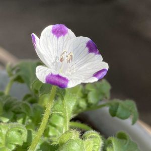 ネモフィラ,ネモフィラ・インシグニスブルー,ネモフィラ・インシグニスブルー,ネモフィラ・マキュラータ,ネモフィラ・マキュラータの画像