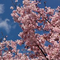 シクラメン,花のある暮らし,GSに感謝。,夏越しシクラメン,平和を願う☆の画像