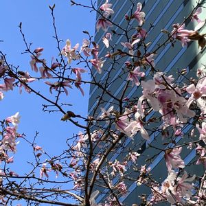 エニシダ,エニシダ,クリスマスローズ,クリスマスローズ,クリスマスローズの画像