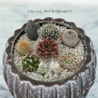 多肉,サボテンの寄せ植え,多肉ショップ,タナベフラワーの画像
