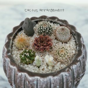 多肉,サボテンの寄せ植え,多肉ショップ,タナベフラワーの画像