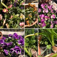 フリージア,ムスカリ,パンジー,ビオラ,フリル咲きパンジーの画像