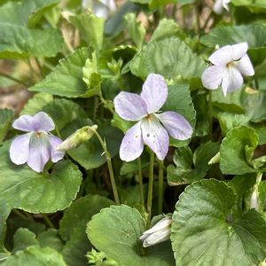 スミレ,スミレ,スミレ,スミレ,ダイソーの種の画像