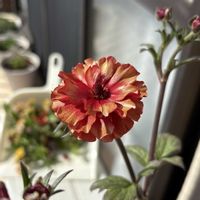 虹の玉,ラナンキュラスラックス　ハデス,ミルフル,ベランダの画像