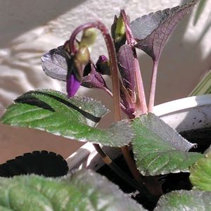 ニオイスミレ,鉢植え,ベランダの画像