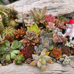 多肉植物 寄せ植え,寄せ植え,多肉植物,多肉多肉多肉,多肉女子の画像