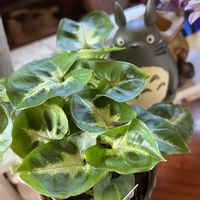 ガーベラ,シンゴニウム,タチツボスミレ,シンゴニウム ピクシー,お祝い花の画像