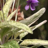 シラー,スミレ,レウィシア,雲間草 くもまぐさ,ユーフォルビアの画像
