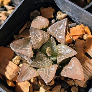 癒し…♡,ハイブリッド,神秘的な植物,いいねありがとうございます♪,おきにいり ♡の画像