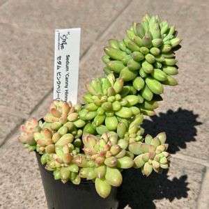 セダム,多肉植物 寄せ植え,ピンクベリー,セダム・キャニーヒニー,多肉植物の画像