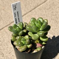 セダム,多肉植物 寄せ植え,大型玉葉,多肉植物,セダム属の画像