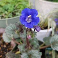 アネモネ,ツルニチニチソウ,ワスレナグサ,ヘリオトロープ,ファセリア・カンパヌラリアの画像