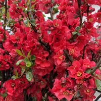 ボケ,ボケ,木瓜(ボケ),木瓜の花,今日も笑顔で♡の画像