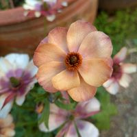 ラナンキュラス,ラナンキュラス　ラックス,ラナンキュラス ラックス・ウラノス,ラナンキュラス ラックス,ラナンキュラス　ラックス　ウラノスの画像