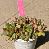 エケベリア,アダム,多肉植物,エケベリア属,初購入の画像