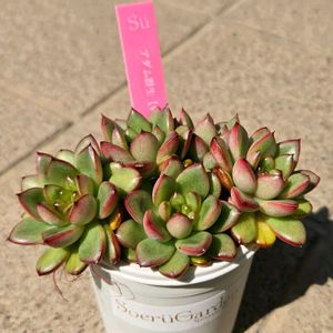 エケベリア,アダム,多肉植物,エケベリア属,初購入の画像