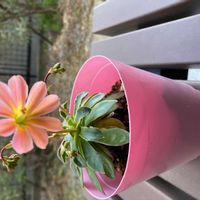 レウィシアの画像