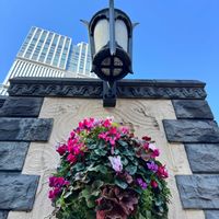 シクラメン,ツバキ,キュンキュン乙女倶楽部,HTC,【こまち多肉部】の画像