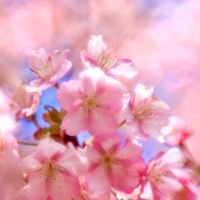 小さな庭,テラス,家庭菜園,玄関アプローチ,お出かけ先の画像