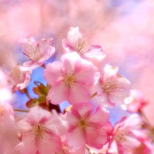 小さな庭,テラス,家庭菜園,玄関アプローチ,お出かけ先の画像