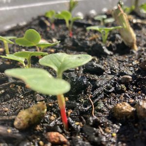 二十日大根,二十日大根,屋上,初心者,DAISOの画像